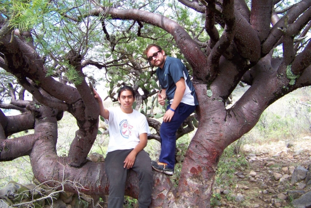 Conoce todos los bosques